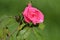 Small bud of pink Rosa gallica, the Gallic rose, French rose, or rose of Provins