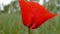 A small Bud of poppy flower and then a large open flower. The wind shakes the flowers on the wind