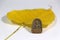 Small buddha amulet with yellow sacred fig or Bodhi leaf on white floor