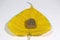 Small buddha amulet on yellow sacred fig or Bodhi leaf on white floor