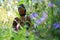 Small Buddha Statue in a meadow of wildflowers