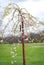 Small budding cherry blossom tree with name description tag on it.