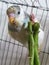 Small budgerigar