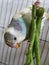 Small budgerigar bird