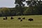 Small buffalo herd in the meadow