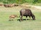 Small buffalo with his mother eatting green grass