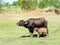 Small buffalo with his mother standing on green grass