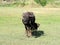 Small buffalo with his mother standing on green grass