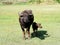Small buffalo with his mother standing on green grass
