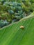 A small bugs isolated on banana's leaf.