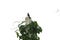 A small bulbul bird is perched on a pole