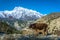 A small bull on the edge of the cliff and against the snowy mountains, Nepal.