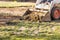 Small Bulldozer Removing Grass From Yard Preparing For Pool Installation