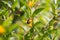 Small bumblebee with yellow honeysuckle