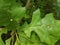 Small bump on green oak leaves