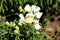 Small bunch of Common snapdragon or Antirrhinum majus herbaceous perennial plants with small flower buds and open white flowers