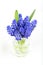 Small bunch of grape hyacinths in the vase