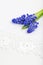 Small bunch of grape hyacinths on the white lace