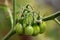 Small bunch of pear shaped fresh green tomatoes attached to vine growing in local garden surrounded with leaves and branches