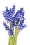 A small bunch of tender blue spring April hyacinths of Muscari.