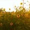 A small bunch of wild sunflowers