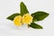 Small bunch of yellow lantanas on white background