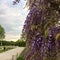 Small bunches of purple flowers