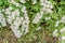 Small bunches white delicate flowers