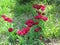 Small burgundy terry tulips