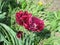 Small burgundy terry tulips