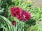 Small burgundy terry tulips