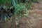 Small bush of Achyrocline satureioides growing in the field