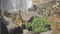 Small bush among bare rocks waved by wind in summer