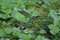 Small bush coltsfoot, close-up. Green natural background, medicinal plant coltsfoot with healing effect