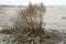 A small Bush covered with white salt crystals on the surface of a dry white salt lake with cracks