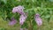 Small bush of flowering purple lilac during rain