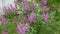 Small bush of flowering purple lilac at windy overcast day