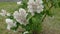 Small bush of flowering white lilac during rain