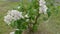 Small bush of flowering white lilac during rain