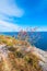 Small bush growing on a cliff