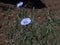 Small bush Linum perenne with buds and blooming blue flowers