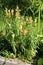 Small bush made of partially closed light orange Common snapdragon or Antirrhinum majus flowering plants growing in local urban