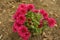 Small bush of magenta-colored Chrysanthemums in October