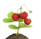 Small bush of strawberries isolated