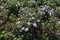 Small bush of Symphyotrichum dumosum with flowers