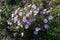 Small bush of Symphyotrichum dumosum with pink flowers