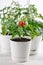 Small bushes of cherry tomatoes grows in a flower pot. Home cultivated potted tomatoes on white background. Gardening concept