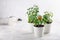 Small bushes of cherry tomatoes grows in a flower pot. Home cultivated potted tomatoes on white background. Gardening concept