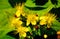 Small Bushy St. John`s wort yellow flower closeup view. home medicine concept. soft green foliage.