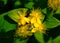 Small Bushy St. John`s wort yellow flower closeup view. home medicine concept. soft green foliage.